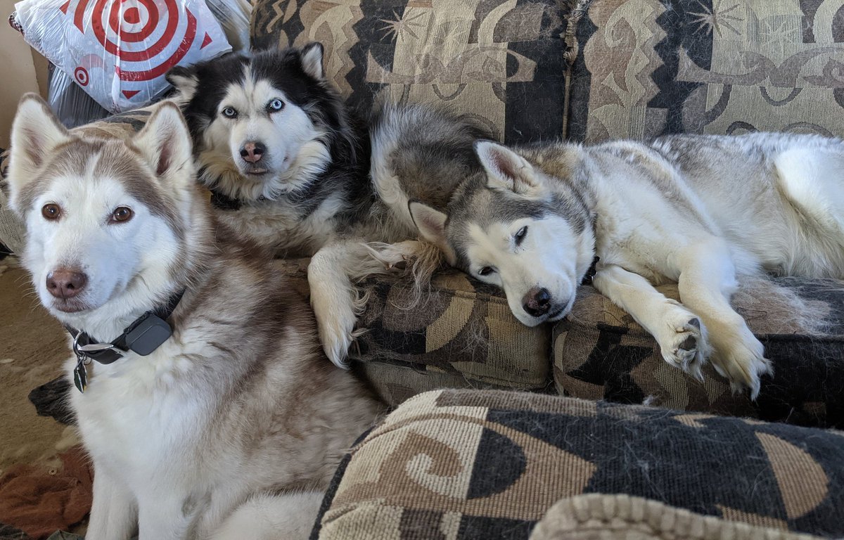 DarkGiftComics's tweet photo. Family moments.
#comicsgate #teamcomics #TheFandomMenace #FandomMenace #indiecomics #comics #comicbooks #huskies #dogs #dogsofcomicsgate #dogsofthefandommenace https://t.co/4mIfKvQ2nl