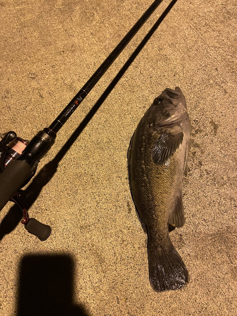 385_fishing's tweet photo. 昨日、山田湾にて。 https://t.co/z6u8NG5mXY