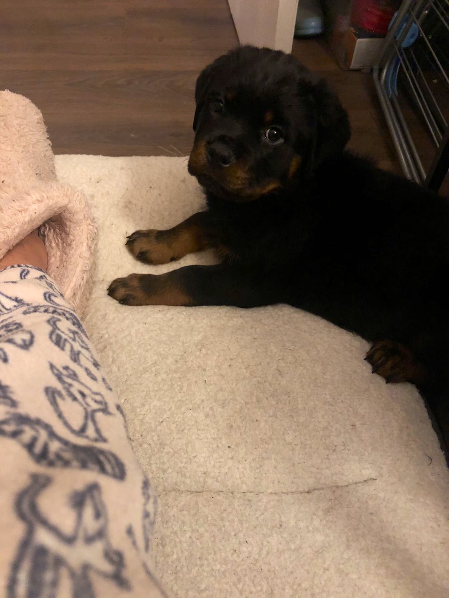 khgalea's tweet photo. Early. Even for me. Been a while since there’s been a baby in the house! Baby Bear #floofy slept 9-1 on his bed then woke up scared and slept til 3.30 with me (yes I slept on the couch 😆) I’m on coffee. He’s munching bfast #ellbo ‘adjusting’. Cats been ok-ish. https://t.co/vobrmhQGbT