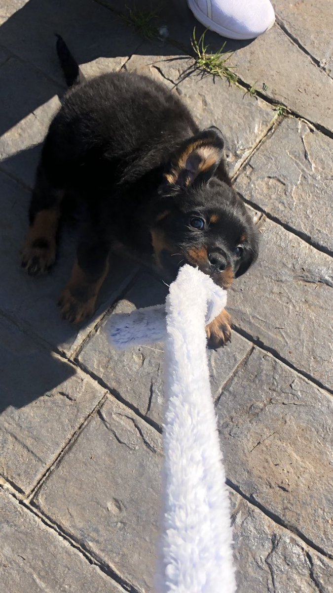 khgalea's tweet photo. Early. Even for me. Been a while since there’s been a baby in the house! Baby Bear #floofy slept 9-1 on his bed then woke up scared and slept til 3.30 with me (yes I slept on the couch 😆) I’m on coffee. He’s munching bfast #ellbo ‘adjusting’. Cats been ok-ish. https://t.co/vobrmhQGbT