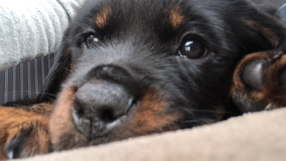khgalea's tweet photo. Early. Even for me. Been a while since there’s been a baby in the house! Baby Bear #floofy slept 9-1 on his bed then woke up scared and slept til 3.30 with me (yes I slept on the couch 😆) I’m on coffee. He’s munching bfast #ellbo ‘adjusting’. Cats been ok-ish. https://t.co/vobrmhQGbT