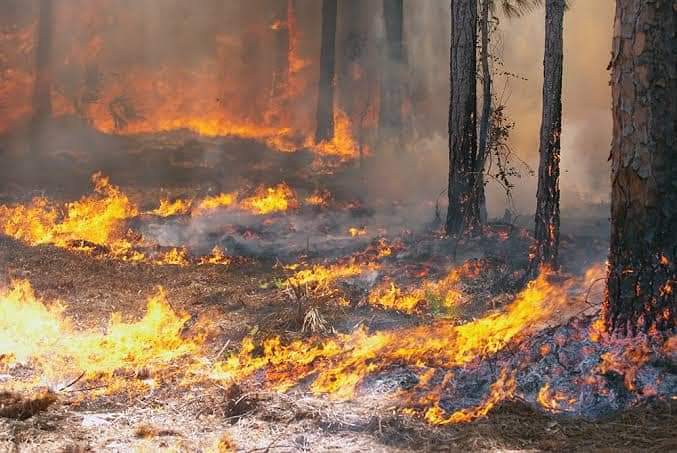 Manas39080286's tweet photo. Please save our Ajodhya
This fire will take away everything on Ajodhya from us
#PrayForAjodhya
#stopforestfire
@narendramodi @PMOIndia @AmitShah @moefcc @DM_Purulia @MamataOfficial @UNICEF @WHO @UNEP https://t.co/ROWM7dcVdX