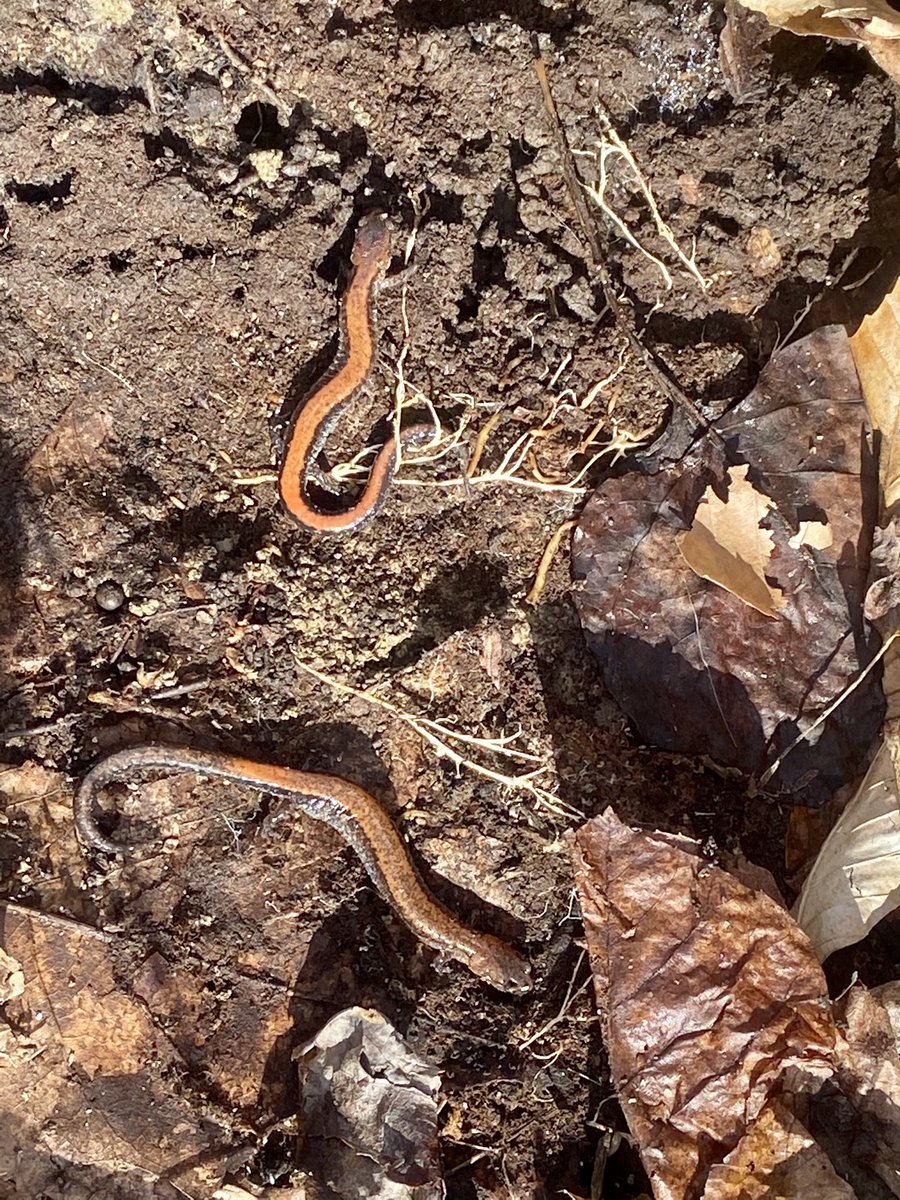 What a day! Started with helping the kids find 6 E. red-backed salamanders and ended with seeing 2 woodcocks and a pair of collared trumpeter swans! 
#salamanders #herpetology #birds #birdbanding #woodcocks #swans