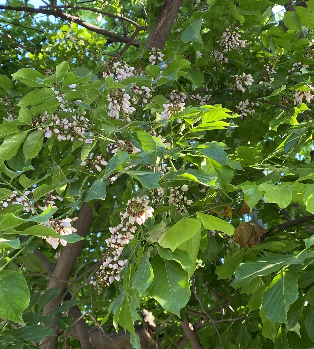 FoolzWizdom's tweet photo. #IndianBeech #PongameOiltree is in its greenest glory and fecund with flowers now(only ಕನ್ನಡ ✍️would do)
#iPhonePhotography
ಹೊಂಗೆಯ ಹಂಗು ಭೃಂಗಕಷ್ಟೆಯೇ?
ಹಚ್ಚಹಸಿರು ಕಂಗಳಿಗೆ ತಂಪು
ದಟ್ಟತಳಿರ ನೆರಳು ಮನಸ್ಸಿಗೆ ಛಾವಣಿ
ಹೂಗೊಂಚಲು ಪಚ್ಚೆಹೆರಳಿಗೆ ಸಿಂಗಾರ
ತೊಟ್ಟಿಕ್ಕುವ ಅಕ್ಕರೆ ನೆಲದೊಡಲಿಗೆ ಹೂಹಾಸು https://t.co/GQvaf2Spko