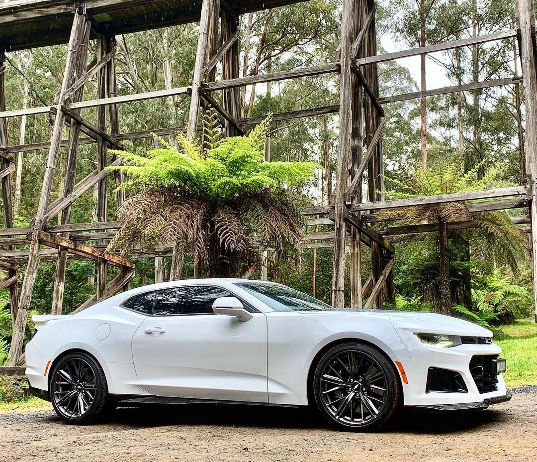 King of the Jungle  🦁

 📷 - @toniap_3112_