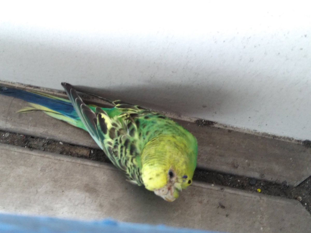 ぴよ セキセイインコ 大田区 山王 大森 馬込 蒲田 インコ迷子 飼い主様に繋がりますように