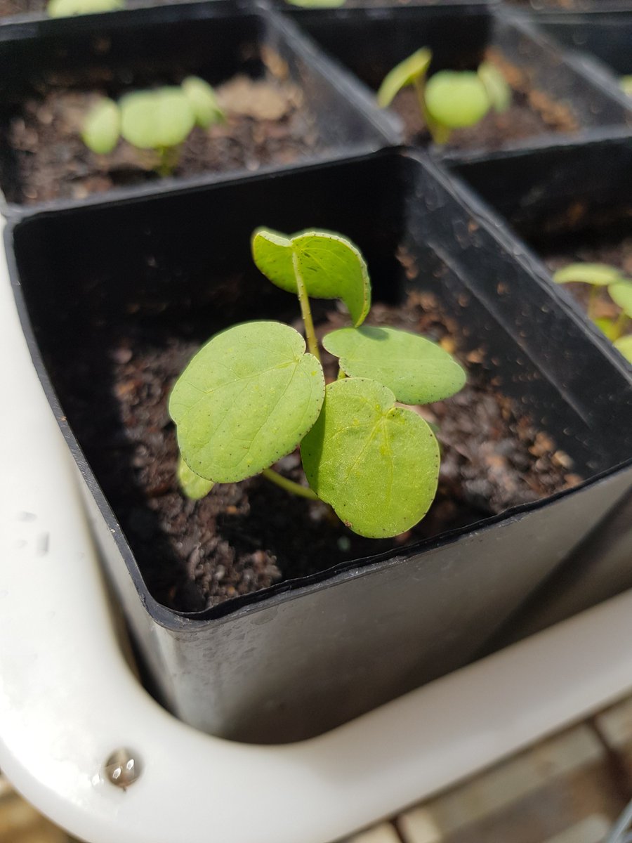 Gossypium_Girl's tweet photo. #gossypium seedlings for our upcoming temperature response experiment! 

We're putting some Aussie natives up against #cotton and the 'grapevine' of Gossypium... who will have the best #optimumtemperature?

@CottonResearch @westsyduhie @AusCottonSci @leaf2field #photosynthesis https://t.co/LcgP5hPDGN