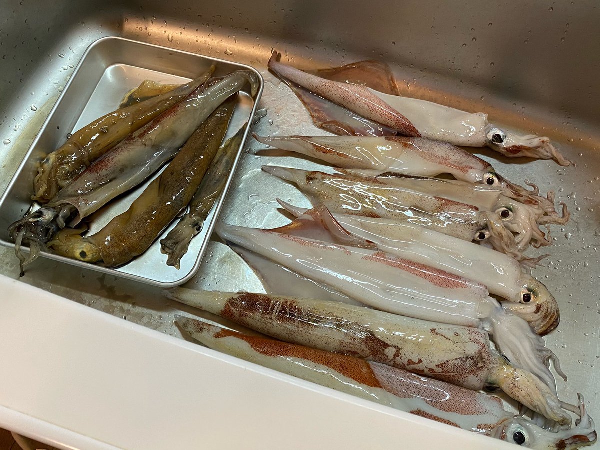 ヤリイカ釣り ヤリイカ釣り