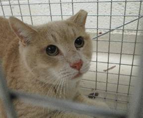 PeterAskin1's tweet image. Handsome orange tabby boy kitty ID 626378 at the #CobbCountyShelter in #MariettaGA was trapped &amp;amp; judged feral &amp;amp; a candidate as a barn cat! Let&apos;s get him into rescue &amp;amp; perhaps he can be tamed! Needs dental work! Share! Pledge for rescue! URGENT!
facebook.com/cobbcountykitt…