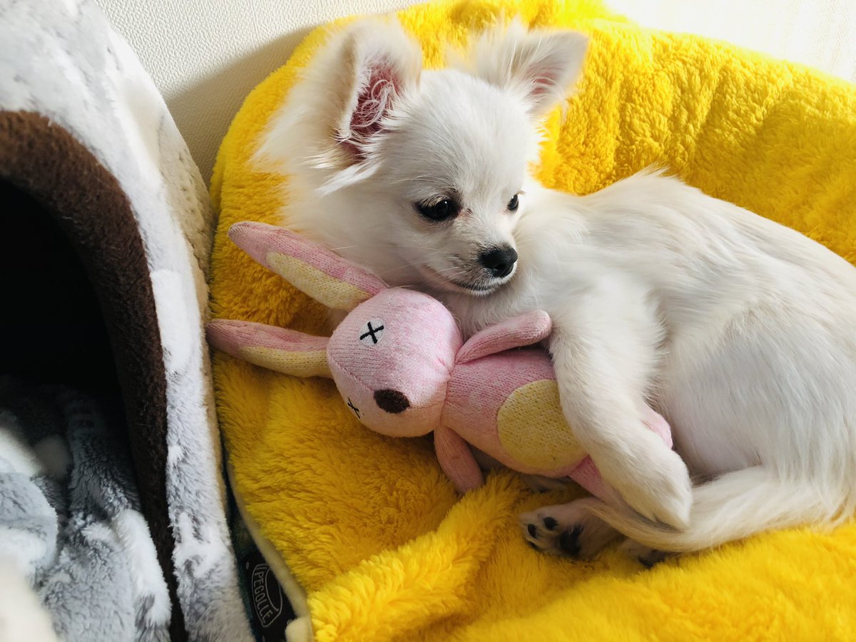 garnet_uk's tweet photo. 2020年8月11日生まれの男の子！
2021年1月13日にお迎えした、ミルたんです😊

#子犬 #チワワ #わんこ 
#犬好きさんと繋がりたい #小型犬 
#犬のいる暮らし #休日 https://t.co/fkQ3yKYoW0