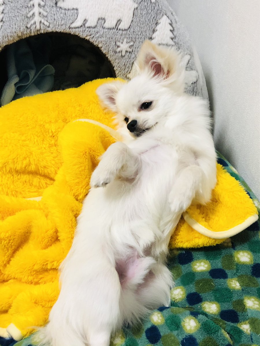 garnet_uk's tweet photo. 2020年8月11日生まれの男の子！
2021年1月13日にお迎えした、ミルたんです😊

#子犬 #チワワ #わんこ 
#犬好きさんと繋がりたい #小型犬 
#犬のいる暮らし #休日 https://t.co/fkQ3yKYoW0