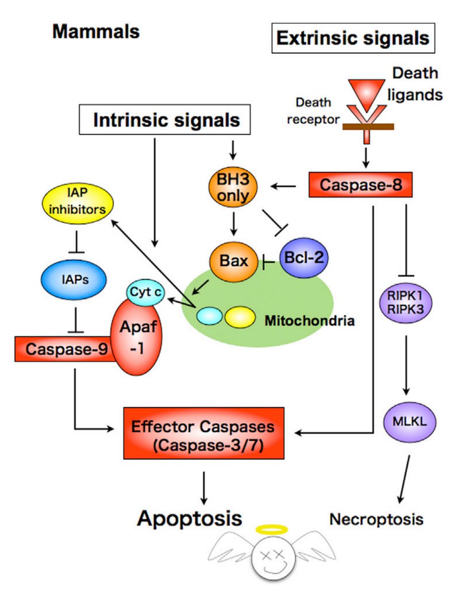 Awesomics's tweet image. Programmed cell death in neurodevelopment (Yamaguchi &amp;amp; Miura, 2015 review)
cell.com/developmental-…

#apoptosis #ProgrammedCellDeath