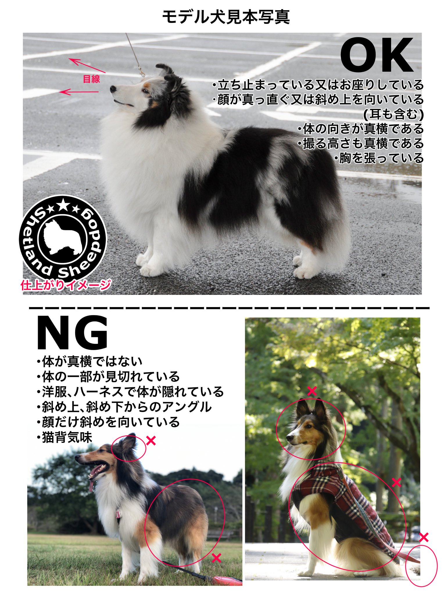 こてつ日誌 目と耳を治療中のワンコ イラストのモデル犬を募集しています 募集内容 横向き Or お座り ワンちゃんの全身の写真 画像参照 条件 お写真のワンコの飼い主である 描いたイラストを展示やグッズ販売に使用していい方 同意頂けましたら