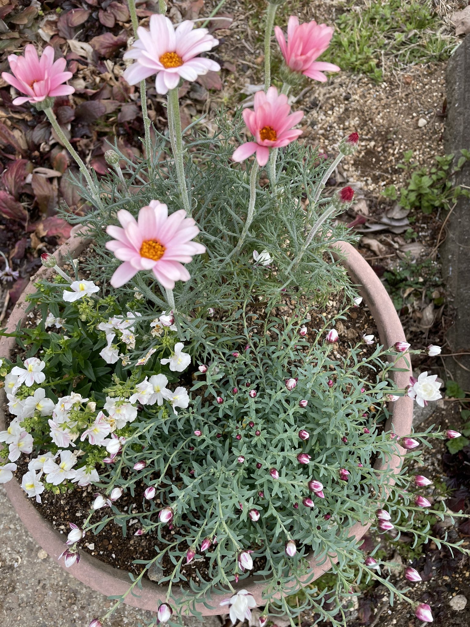 はっぴー V Twitter 今日の寄せ植え ローダンセマム アプリコットジャム ネメシア 花かんざし