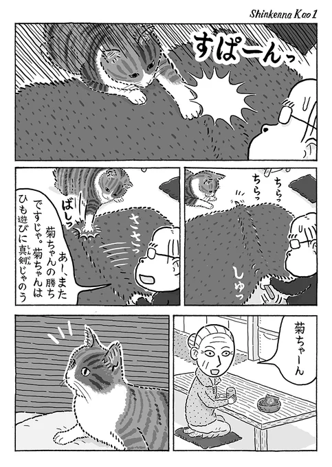 2ページ猫漫画「いつも真剣」 #猫の菊ちゃん 