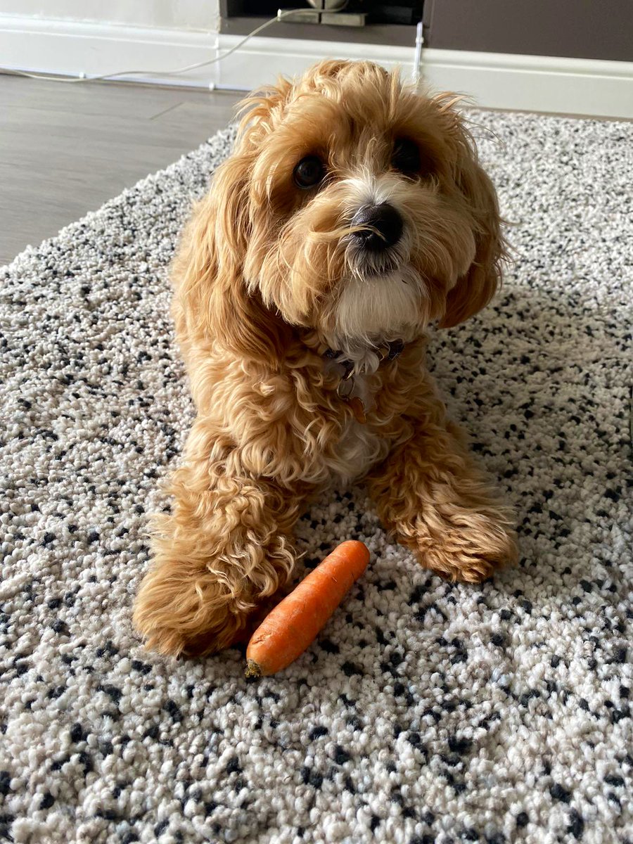 I did not sleep a wink last night, thinking about Nala. It’s getting unbearable now. Please just give her back?!!! SHE NEEDS TO BE AT HOME EATING HER CARROT STICKS IN PEACE 😩😩😩 #FINDNALA