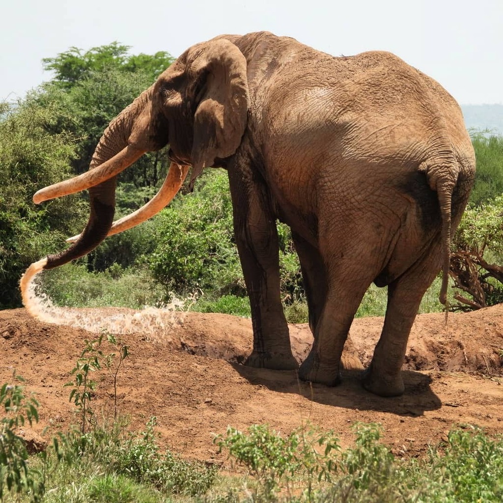 Robtheranger's tweet photo. Amboseli super-tusker #elephant Craig having fun at a waterhole
#nowfilming
#zebraplainsmoments
#zebraplainscollection
#zebraplainsamboseli
.
.
.
.
.
#elephantsofinstagram #instaelephant #animalpolis #africanimals #africansafari #kenyansafari #ig_africa … https://t.co/XAwi8wz88x https://t.co/tjSs06yS4F