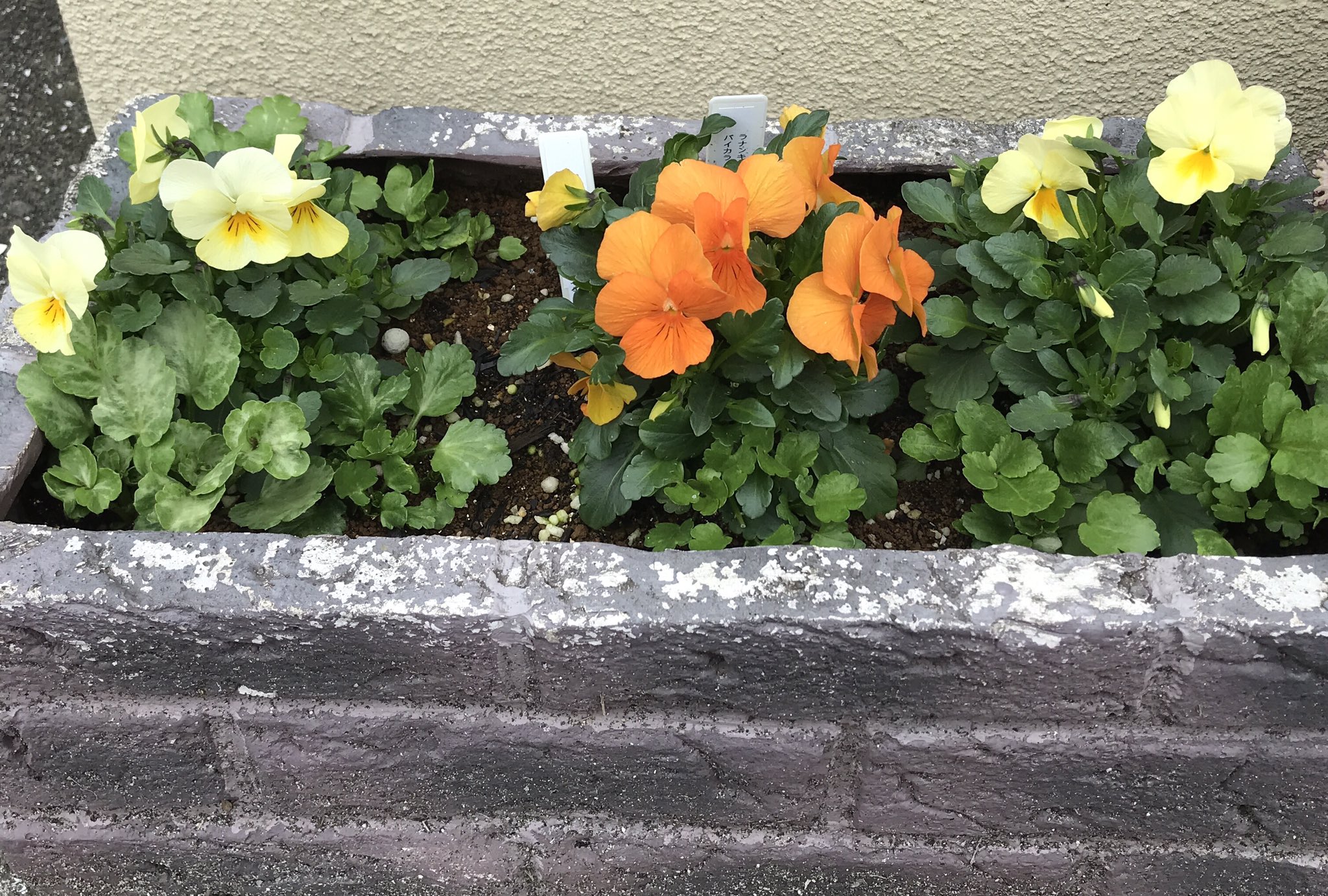 ろべりありん 秋蒔きの自家苗から作った寄せ植え達の記念写真撮ってみました タキイ パンジー ナチュレ プレンティーフォール ビオラ バニーイヤーズ ブラッシュストローク ネモフィラ サカタ パンジー モーニングスマイル リムナンテス アリッサム