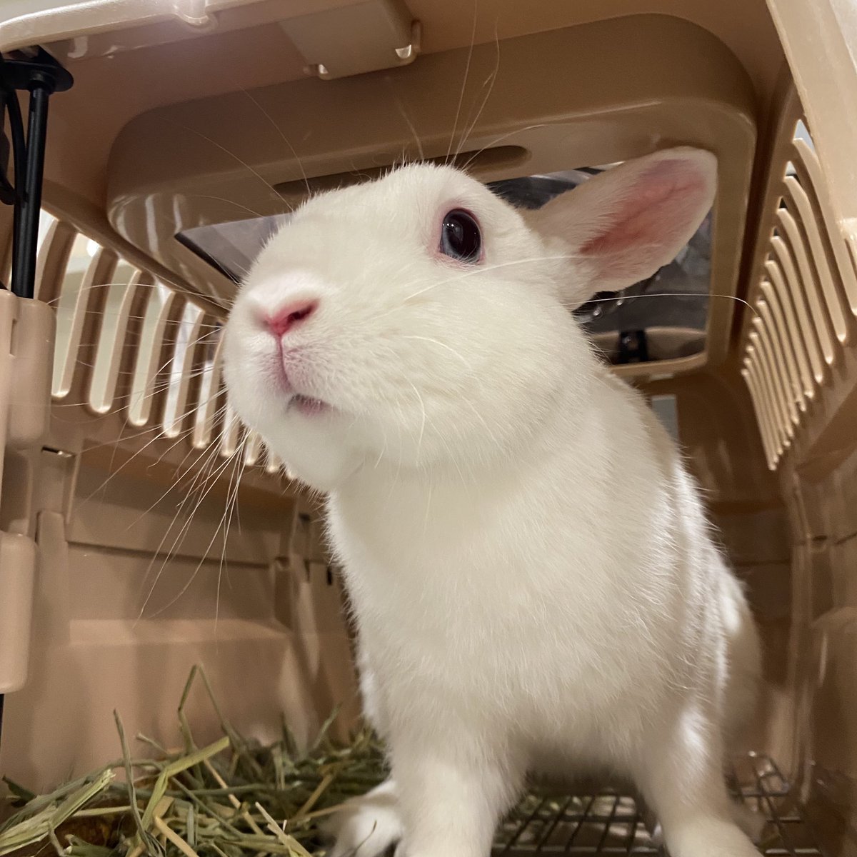 うさぎのしっぽ吉祥寺店 本日グルーミングにご来店のとのくん 凛として素敵な殿方です 素敵な表情いただきました うさぎのしっぽ Rabbit 吉祥寺 グルーミング うさぎのいる暮らし ふわもこ部 本日ご来店ありがとうございます またのご利用