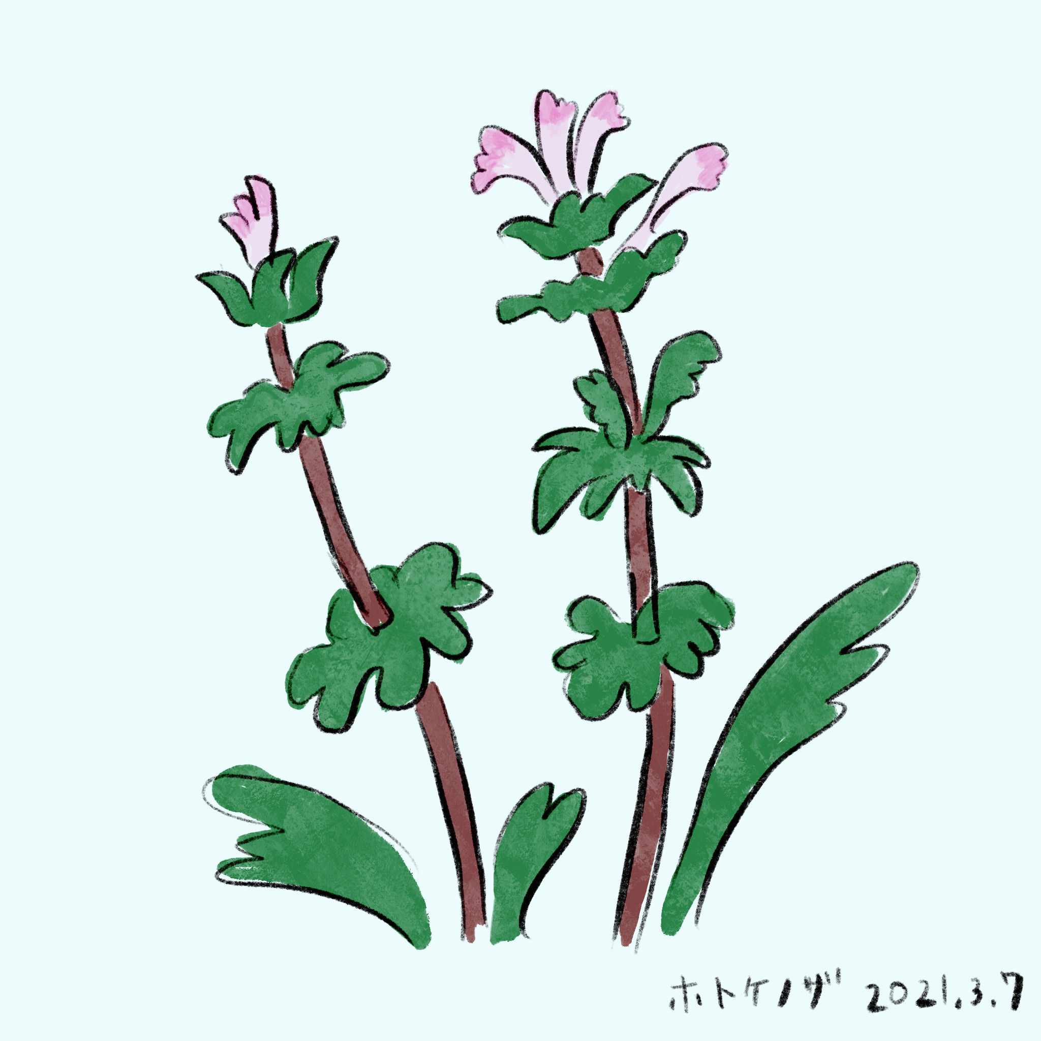 福井彩乃6 29 7 1 クリエポ Q 8 今日の一枚 No 37 21 3 7 今日は何となくホトケノザ 仏の座 よく見かけてはいたけれど お名前知りませんでした 今日知った 花言葉は 調和 輝く心 今日の一枚 仏の座 ホトケノザ イラスト Illustrations 福井彩乃6 29 7 1 クリエポ Q 8 今日の一枚 No 37 21 3 7 今日は何となくホトケノザ 仏の座 よく見かけてはいたけれど お名前知りませんでした 今日知った 花言葉は 調和 輝く心 今日の一枚 仏の座 ホトケノザ イラスト Illustrations