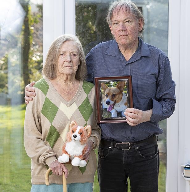 Two-year-old red corgi Amber was stolen from the home of 95-year-old Barbara Parker-Milligan as she sat in her conservatory. Her son, Douglas, 65, who lives with her in Yateley, Hants, was picking up her prescription &amp; shopping. No media “angle” or fee - please RT to help them 🐾