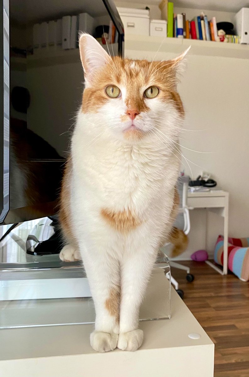 Susanne Krings On Twitter Entschuldigt Bitte Und Stoppt Kurz Alles Das Ist Die Nachbarskatze Die Mich Adoptiert Hat Und Euch Einen Schonen Sonntag Wunschen Mochte Danke Fur Eure Aufmerksamkeit Catcontent Https T Co Bhjfoemwh9