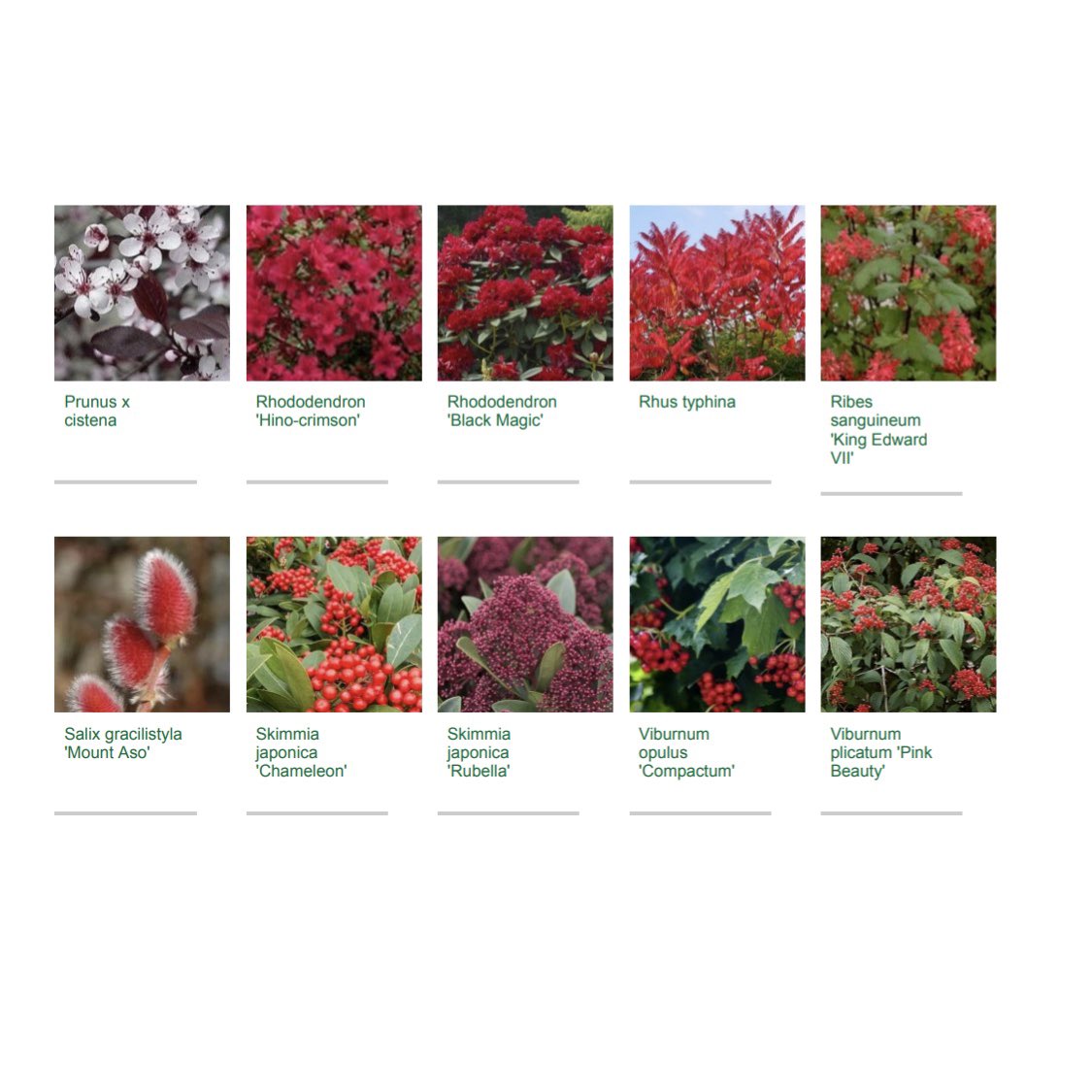 Red and ruby are order of the day for a current project in Edinburgh. Using @ShootGardening makes creating & labeling a PDF with loads of plants super easy. #plantingplan #red #gardendesign #edinburgh