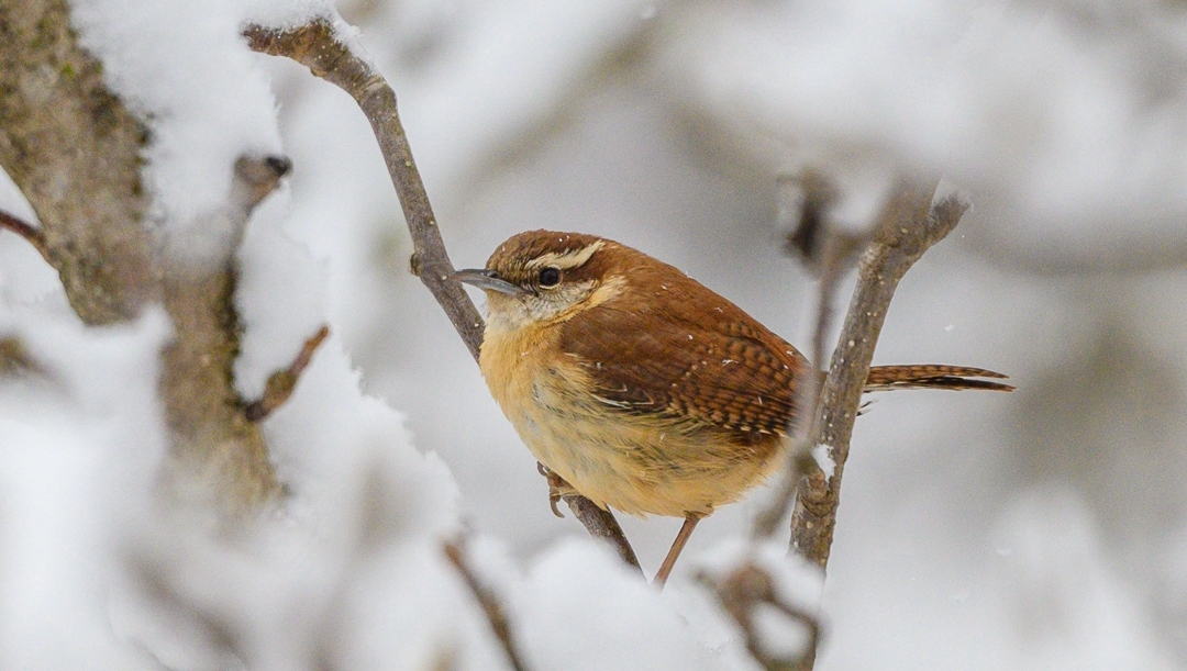 Winter Birds in Virginia ❄️ -- Carolina Wren 📣

📸 for more, click buseyphotography.com/carolina-wren