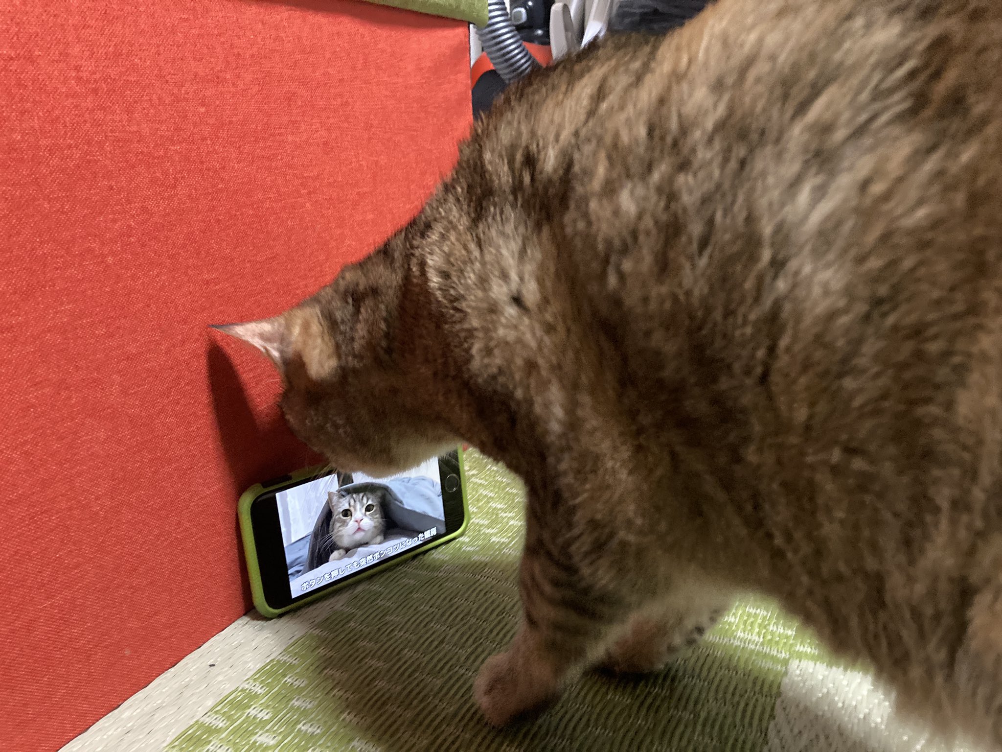 キング ミダラ 有名ネコにライバル心を燃やすまめ次郎 T Co Mqwqla3jnp Twitter