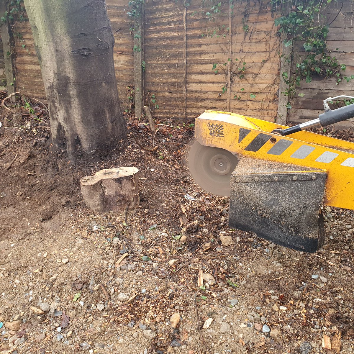 TreeGrinding's tweet photo. Tree stump grinding at Burrough Green, near Newmarket, Suffolk. Removing a mixture of tree stump's which needed to be removed to create a new pathway. #Treestumpgrinding #BurroughGreen #Newmarket #Suffolk #treestumpremoval https://t.co/oIpyqVxv9p