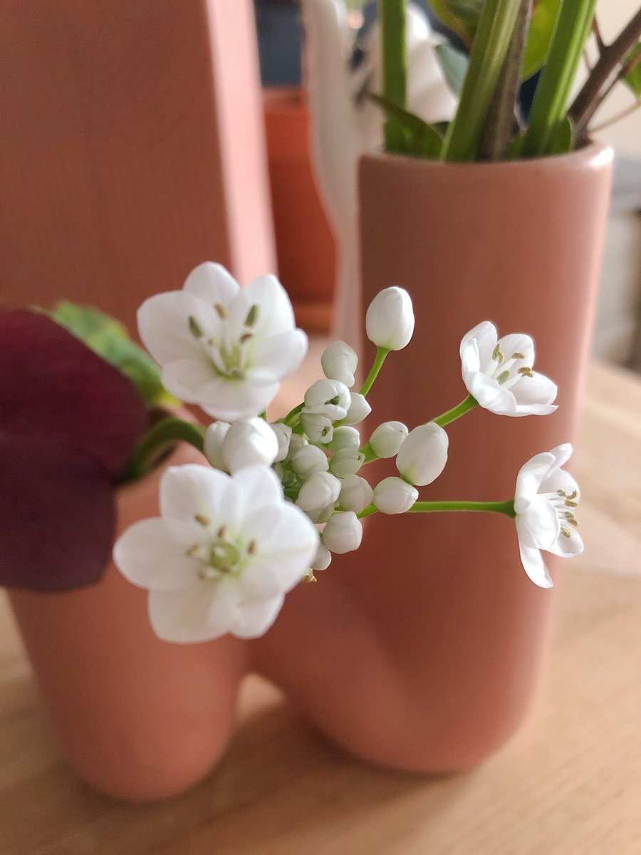 まか スウェーデン على تويتر かわいい そちらはもう 春ですか