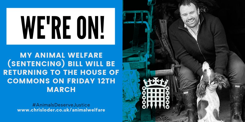 chrisloder's tweet image. Relentless in the pursuit of animal rights, I've been lobbying the Government to make time to get my Animal Welfare (Sentencing) Bill back on track! The Government listened – my Bill will be returning to the House of Commons on 12th March. #AnimalsDeserveJustice