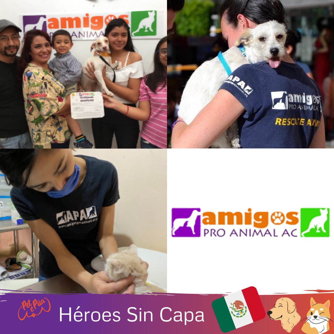 Amigos Pro Animal AC® (@AmigosProAnimal) / Twitter Amigos Pro Animal AC® (@AmigosProAnimal) / Twitter