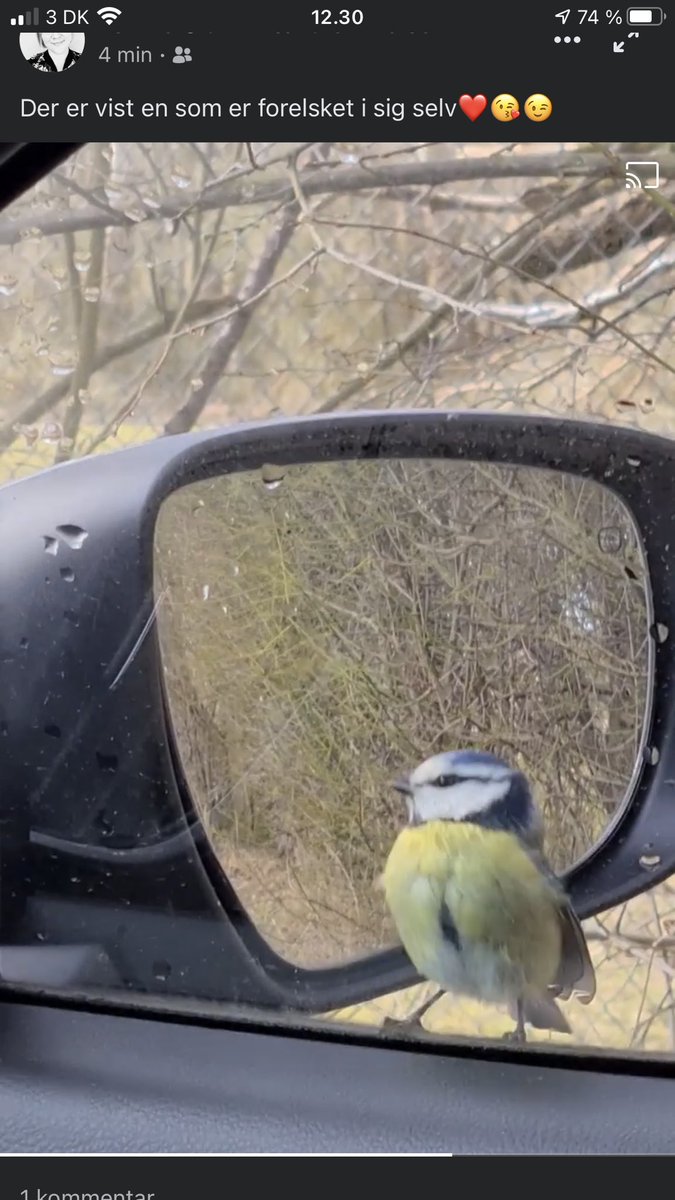 little_nursedk's tweet photo. Someone’s wanting some attention🐦🪶Love danish spring🇩🇰🌱🍃 #Denmark #danishSpring #LoveMyCountry https://t.co/o7YLXGLmf7