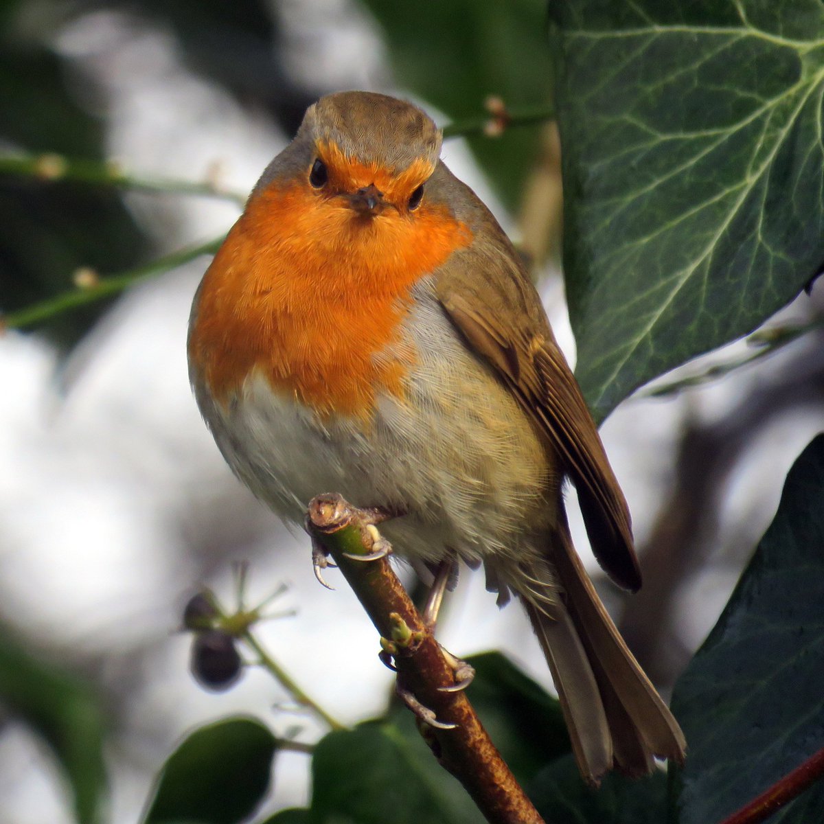 itsonlyart's tweet photo. A few Robin pictures from the last few months 👍 https://t.co/aawHpKDNw4
