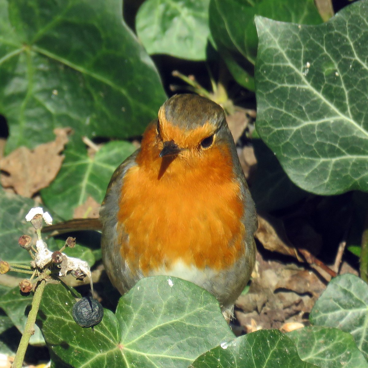 itsonlyart's tweet photo. A few Robin pictures from the last few months 👍 https://t.co/aawHpKDNw4
