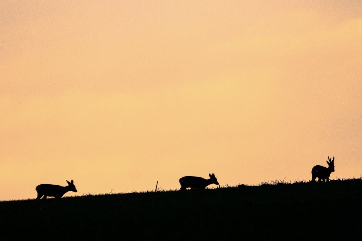 CedricSchell's tweet photo. Un beau matin dans le Nord de l’Alsace. 😍🦌 https://t.co/E4UwFPGOZ2