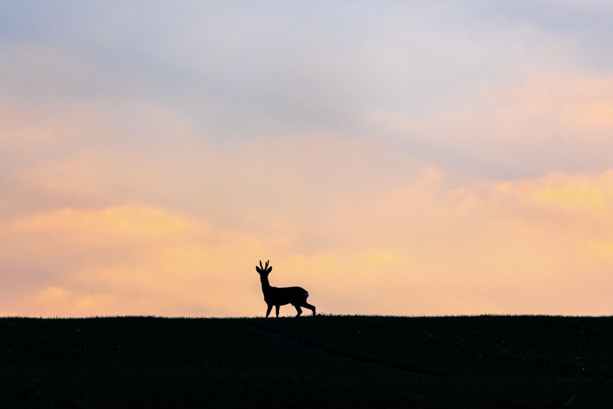 CedricSchell's tweet photo. Un beau matin dans le Nord de l’Alsace. 😍🦌 https://t.co/E4UwFPGOZ2