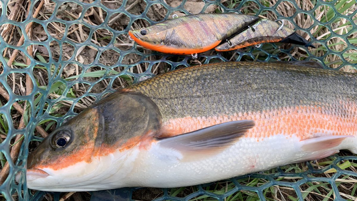 がう A Twitter ウグイみたいなルアーでウグイ釣った ていう絵が撮りたくて頑張ったけど釣れなかったので捏造写真置いておきます Styleofdobu ドブンチ 正直甘えはあった