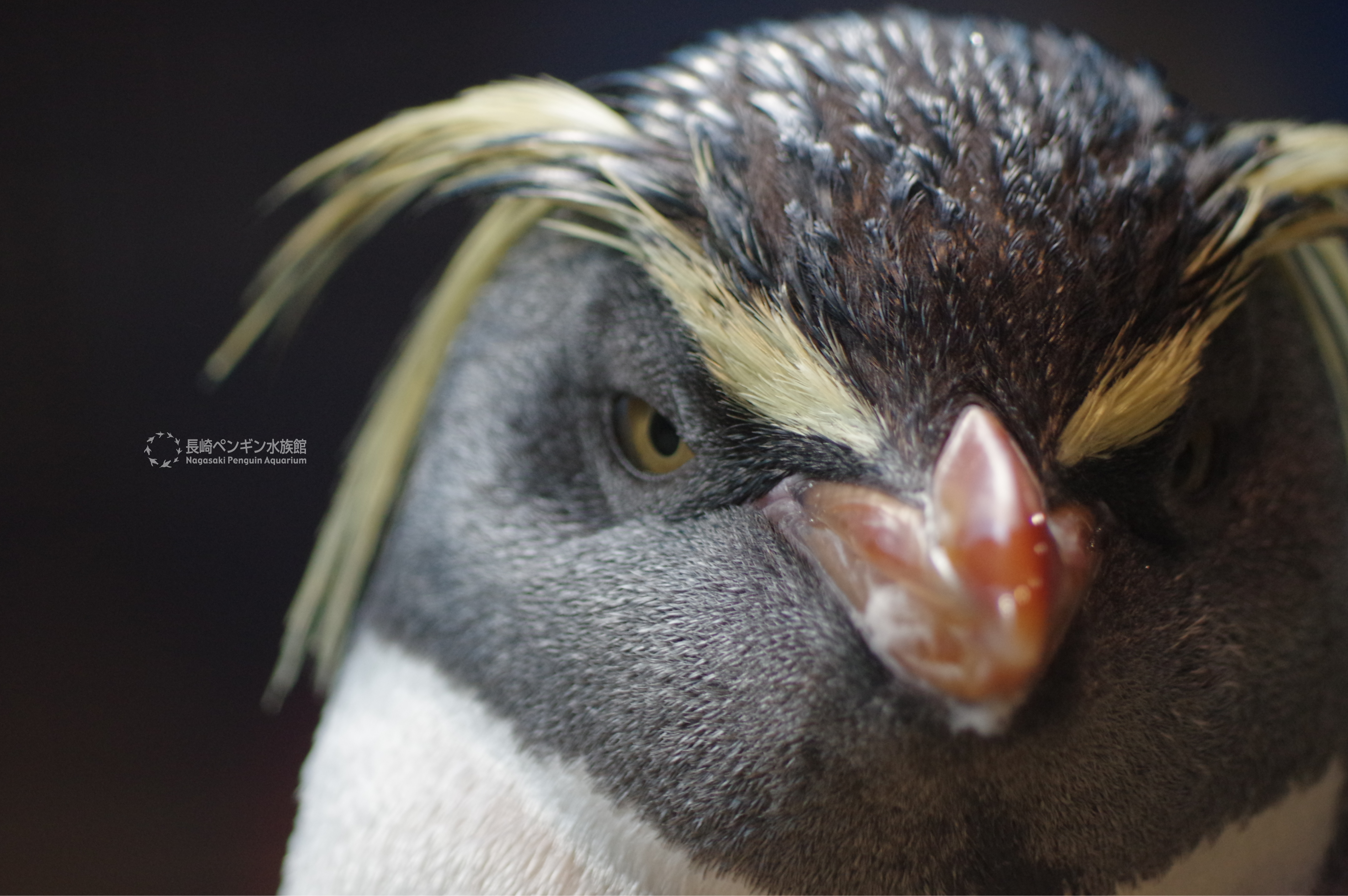 長崎ペンギン水族館 公式 キリっとしたキタイワトビペンギンの正面顔 かっこいいですか ペン水 長崎ペンギン水族館 長崎 ペンギン 水族館 キタイワトビペンギン T Co Mxexc01jo3 Twitter
