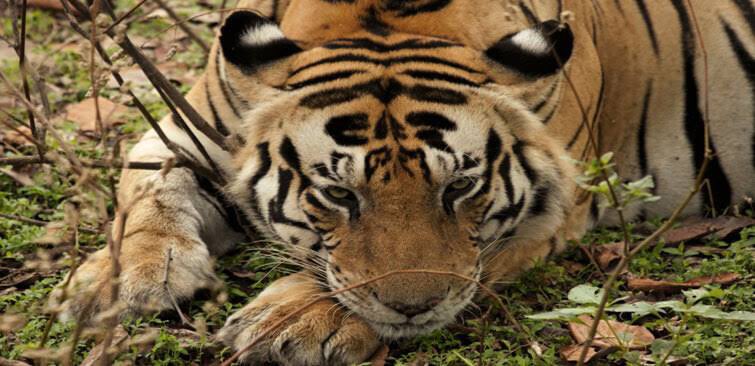 flaperez's tweet photo. Rest in peace, King of #Kanha 
This old warrior had a good and very long life❤️ and we will never forget him❤️
#Munna the CAT always in our ♥️ 
@letavnilive @Save_WildTigers @Unitedfortigers @WWF_tigers @Tigers4Ever2010 @tnroars https://t.co/8r9cedvPP9
