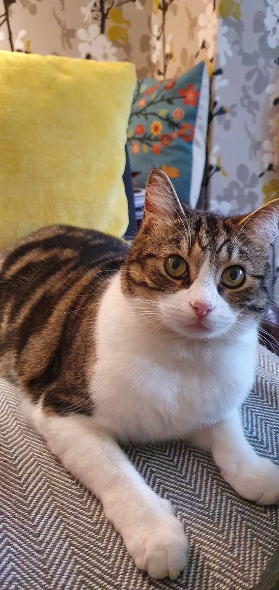 MrThomasCat's tweet photo. Good morning #WatchingDad #Chasingmytail #ManchesterCats https://t.co/u4NXU4LQS6