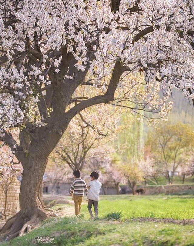 pluvi0phile25's tweet image. "Blossom by blossom the spring begins"
🌸🌸

#springarrival
#GilgitBaltistan
#spring