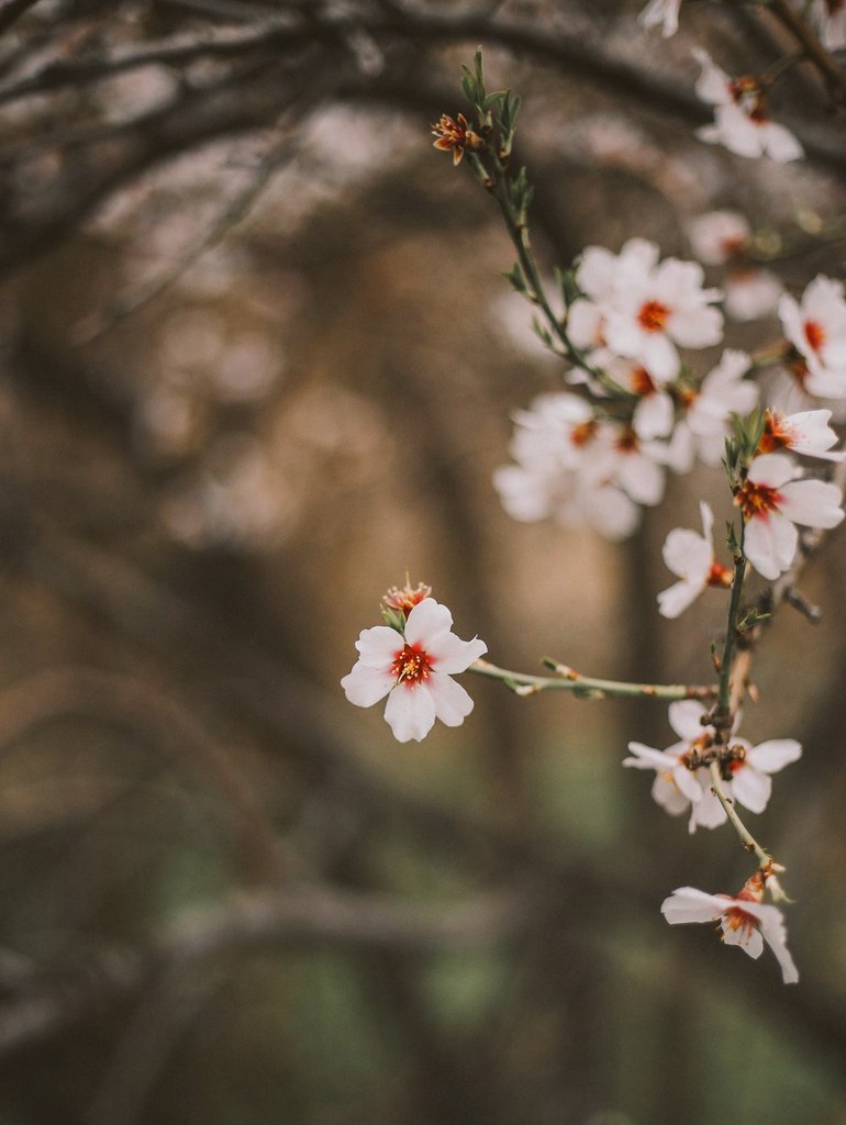 pluvi0phile25's tweet image. "Blossom by blossom the spring begins"
🌸🌸

#springarrival
#GilgitBaltistan
#spring