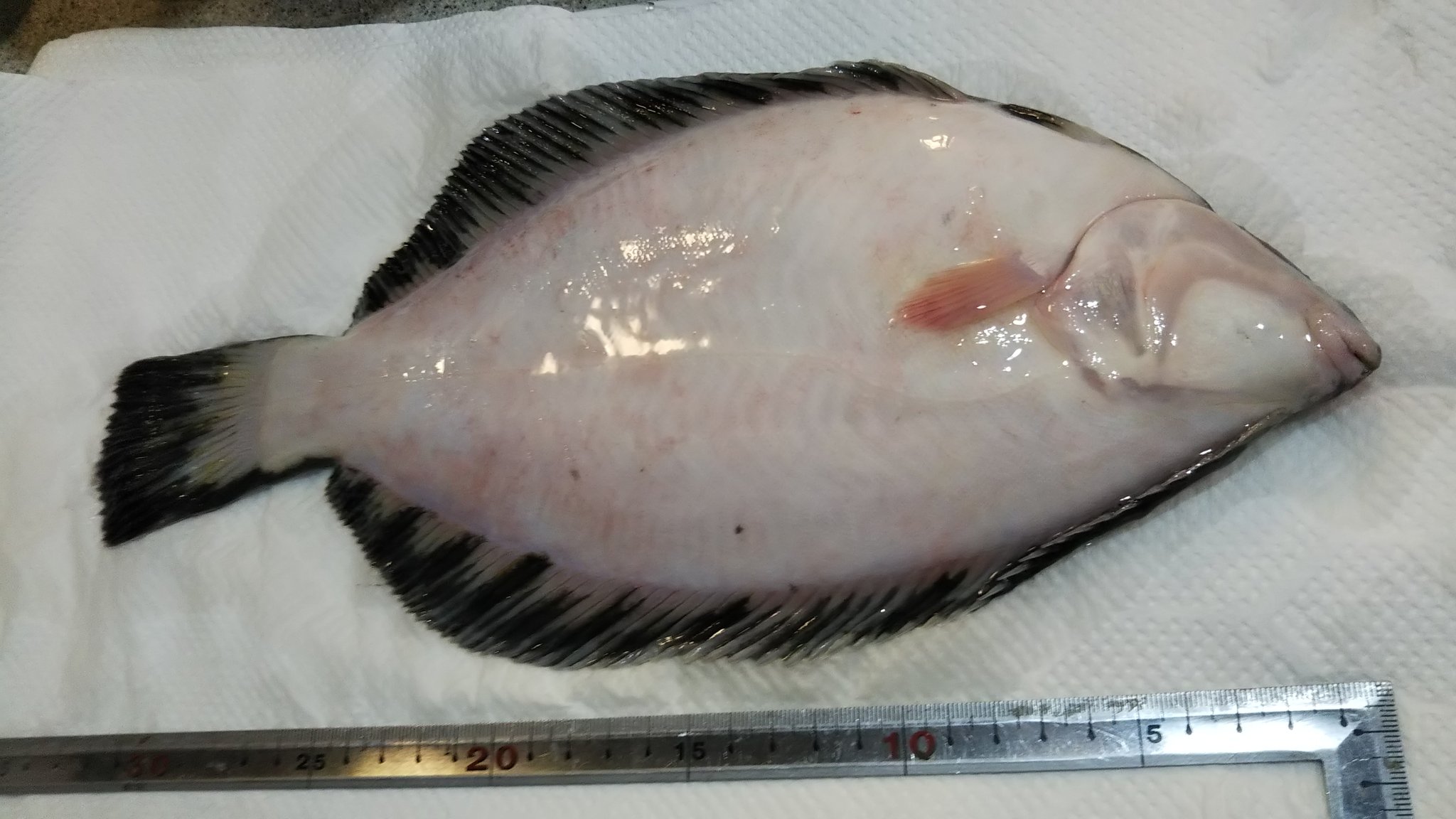 北の釣り物語 抱卵肉厚クロガシラ34 刺身で食べようかな 子は煮付け 北海道投げ釣り クロガシラ T Co S5uzlkcris Twitter