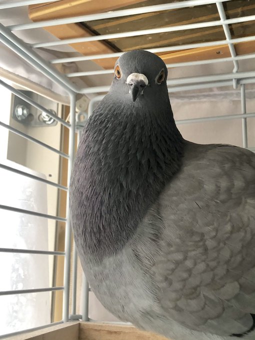 鳩のtwitterイラスト検索結果 鳩のtwitterイラスト検索結果