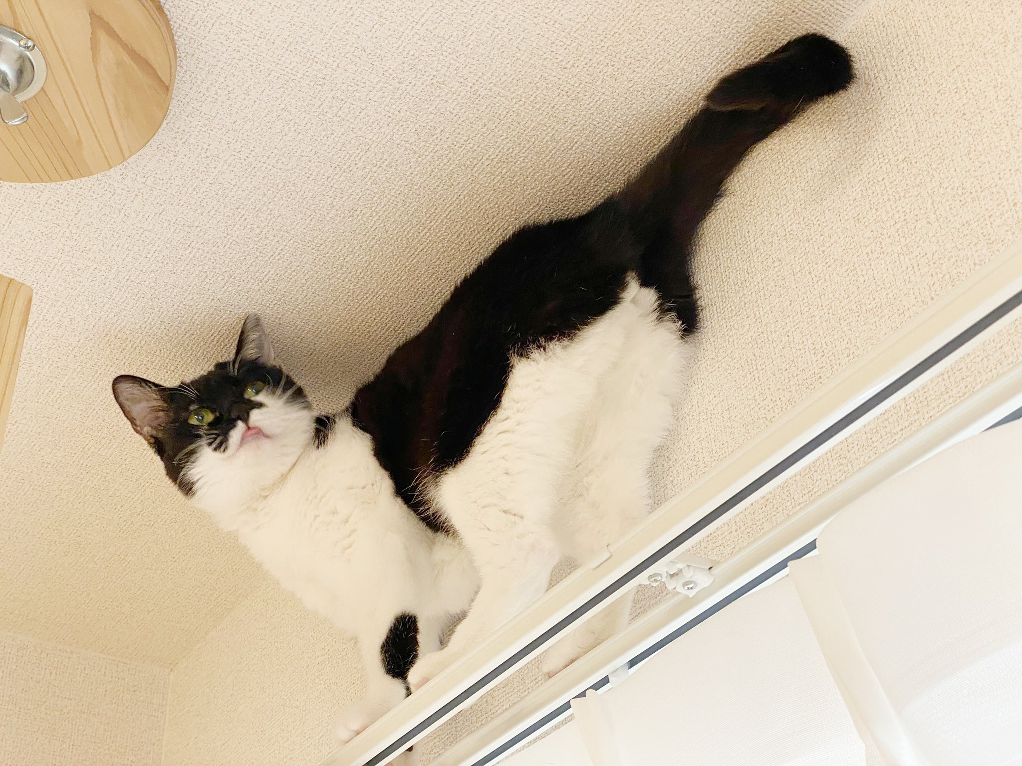 やました うちの猫 世界一おしりが可愛いのでは T Co Mdkvoyfwja Twitter