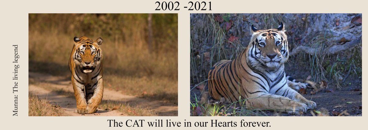 Tigers4Ever2010's tweet photo. Today we learnt of the sad death of Kanha's famous #tiger, Munna who was possibly the oldest wild #Tiger at 19 years old. #RIP https://t.co/2rhL05oC12