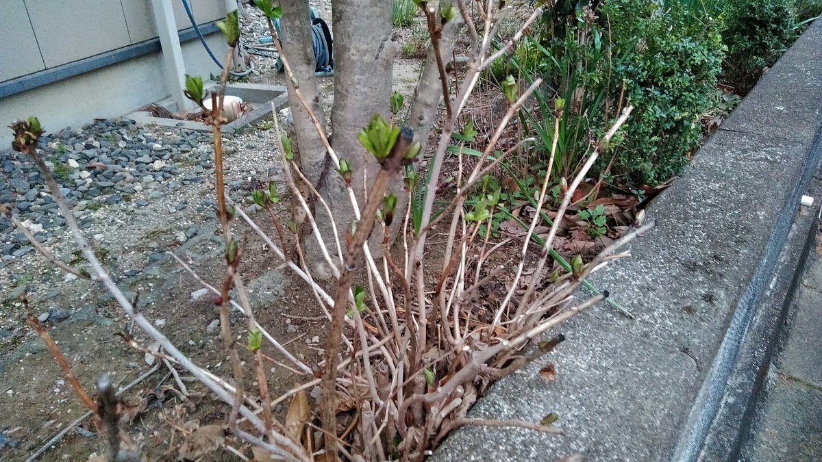 Fumi 冬の間枯れたように見えた紫陽花も春の準備を始めたようです 道路側にはみ出すので切ってあります Fumi 冬の間枯れたように見えた紫陽花も春の準備を始めたようです 道路側にはみ出すので切ってあります