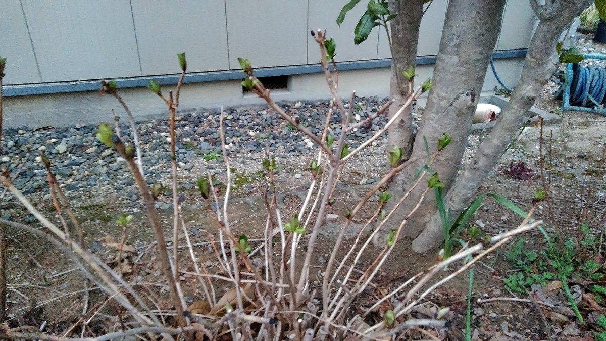 Fumi 冬の間枯れたように見えた紫陽花も春の準備を始めたようです 道路側にはみ出すので切ってあります Fumi 冬の間枯れたように見えた紫陽花も春の準備を始めたようです 道路側にはみ出すので切ってあります
